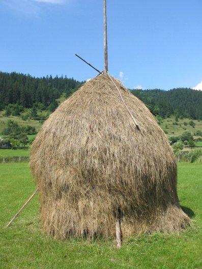 romanian_hay